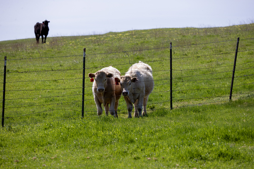 iNaturalist observation photo of Domestic Cattle