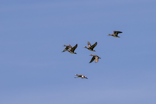 iNaturalist observation photo of American Wigeon