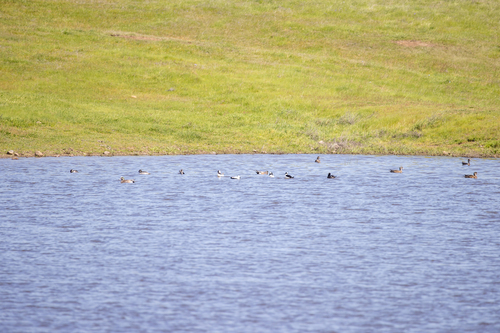 iNaturalist observation photo of Bufflehead