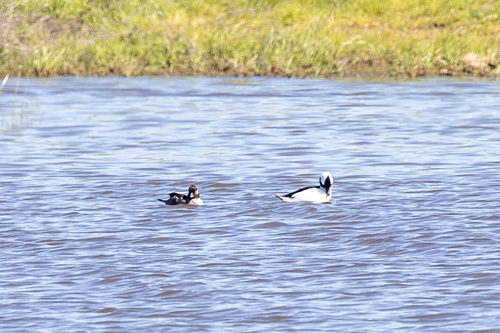 iNaturalist observation photo of Bufflehead
