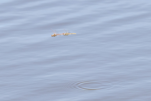 iNaturalist observation photo of Variegated Meadowhawk