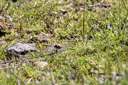 iNaturalist observation photo of Variegated Meadowhawk