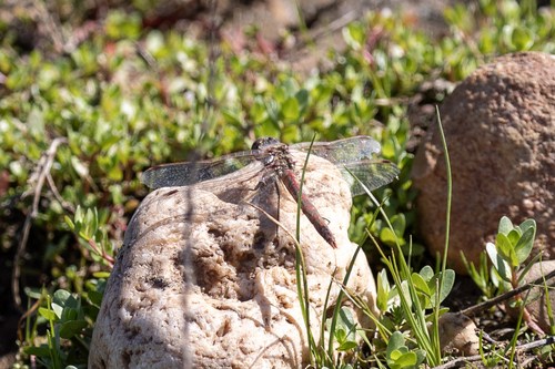 iNaturalist observation photo of Variegated Meadowhawk
