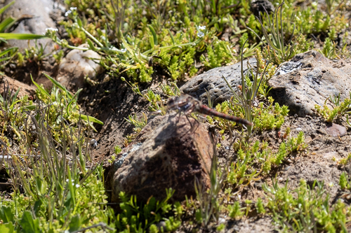 iNaturalist observation photo of Variegated Meadowhawk