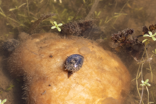 iNaturalist observation photo of Bladder Snails