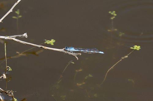 iNaturalist observation photo of Bluets