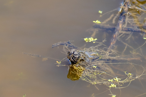 iNaturalist observation photo of Winged Water-starwort