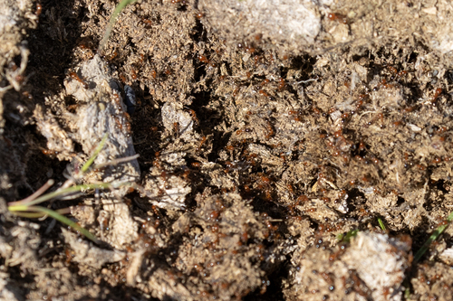 iNaturalist observation photo of Southern Fire Ant