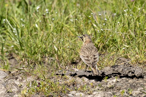 iNaturalist observation photo of Horned Lark