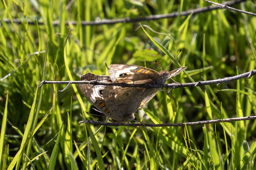 iNaturalist observation photo of Gray Buckeye
