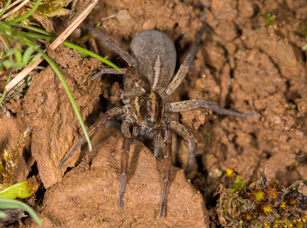 Trochosa robusta