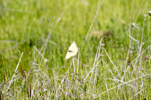 iNaturalist observation photo of Orange Sulphur