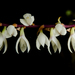Bulbophyllum oxychilum - Photo (c) Anne-Hélène Paradis, osa oikeuksista pidätetään (CC BY-NC), lähettänyt Anne-Hélène Paradis