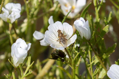 iNaturalist observation photo of Golden Dung Fly
