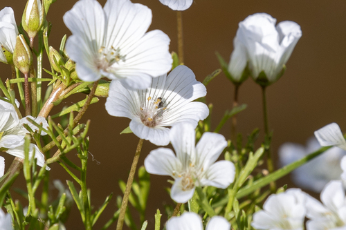 iNaturalist observation photo of white meadowfoam