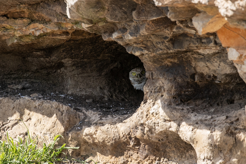 iNaturalist observation photo of Burrowing Owl