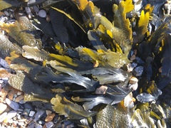 Fucus serratus