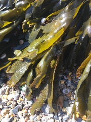 Fucus serratus
