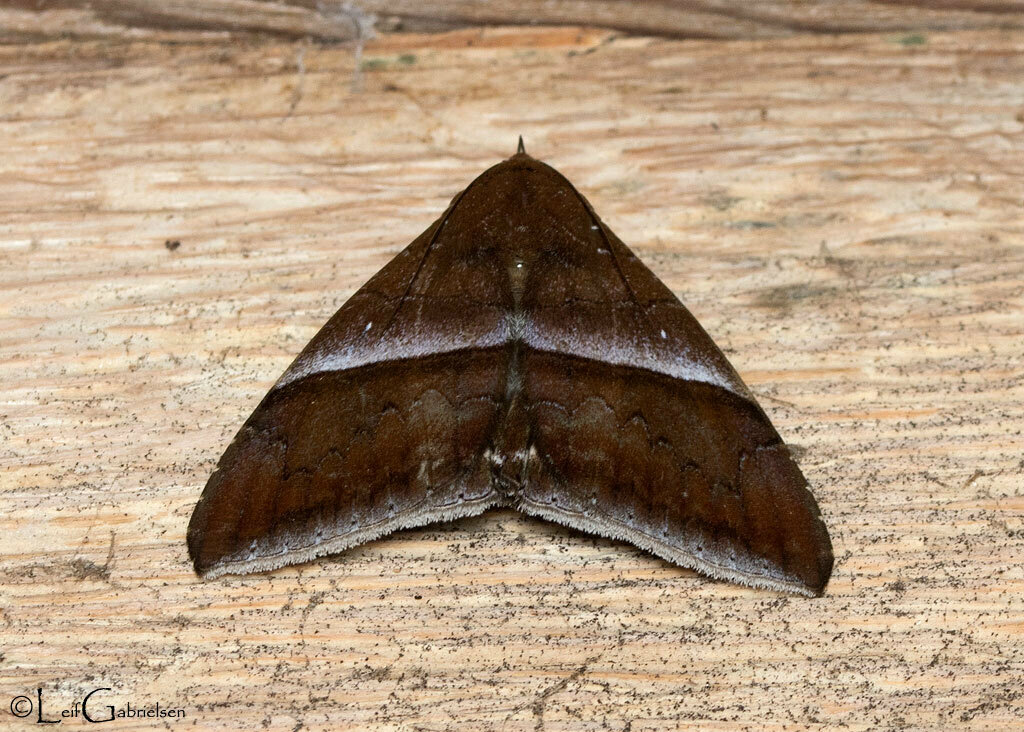 Dysgonia rigidistria