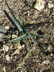 Lachenalia quadricolor