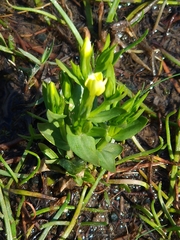 Centaurium maritimum