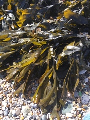 Fucus serratus