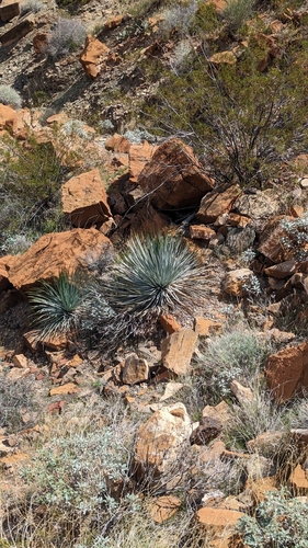Image of Hesperoyucca newberryi by (c) Andrew Dudley, some rights reserved (CC BY)