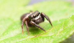 Chalcoscirtus diminutus