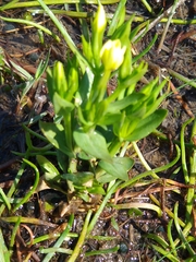 Centaurium maritimum