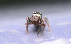 Chalcoscirtus diminutus