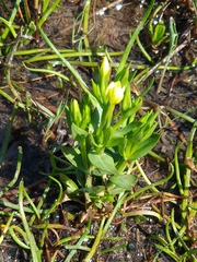 Centaurium maritimum