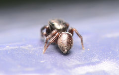 Chalcoscirtus diminutus