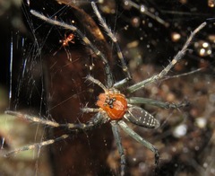 Aglaoctenus castaneus