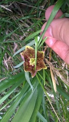 Fritillaria montana