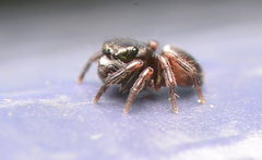 Chalcoscirtus diminutus