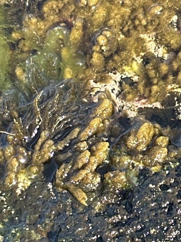 Asteronema breviarticulatum observed 2024-03-23