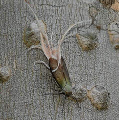 Pterodictya reticularis