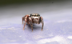 Chalcoscirtus diminutus