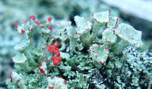 Red-fruited Pixie Cup