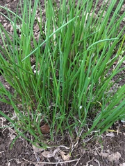 Allium schoenoprasum