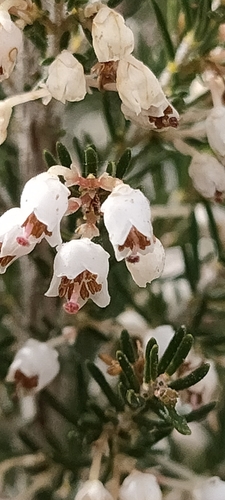 Avistamiento Erica arborea