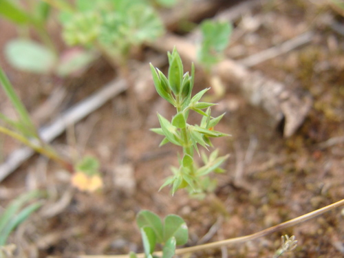 Lysimachia linum-stellatum, photograph 2