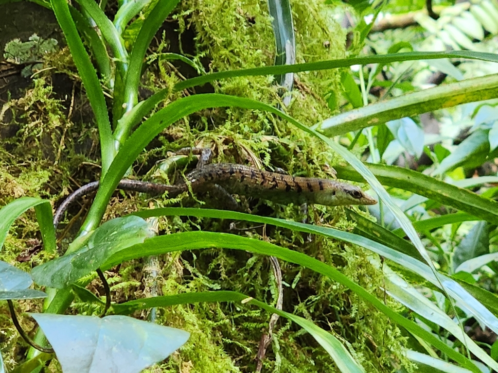 Samoa Skink