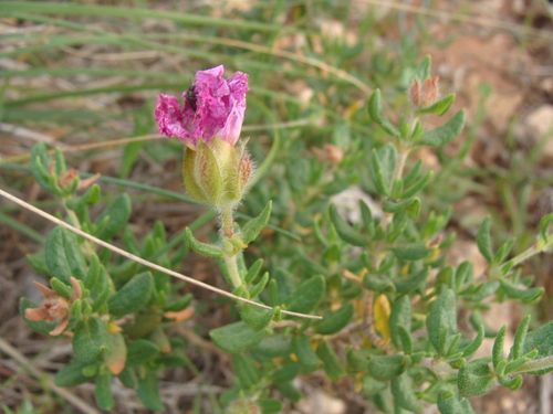 Cistus heterophyllus, photograph 1