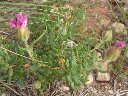 Cistus heterophyllus, photograph 2