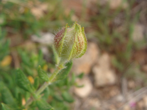 Cistus heterophyllus, photograph 3