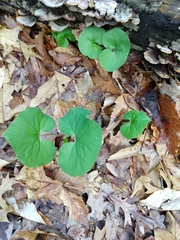 Asarum canadense