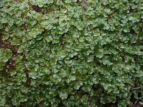 Lunularia cruciata