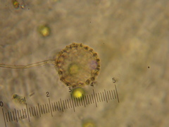 Clathrulina elegans