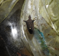 Proxys albopunctulatus